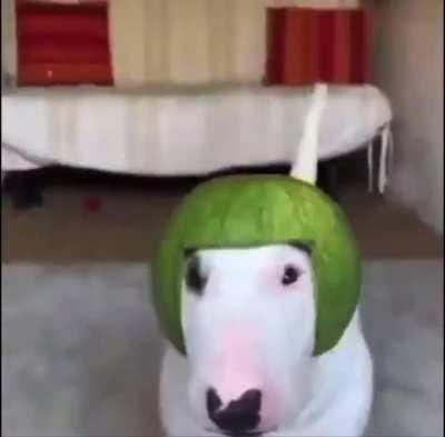 Melon dog (original content)