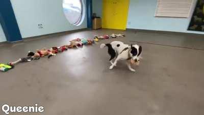 Dogs Trust Ireland. The dogs get to pick their christmas gift