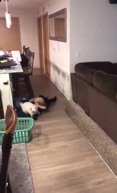 The majestic house cat claims another as prey