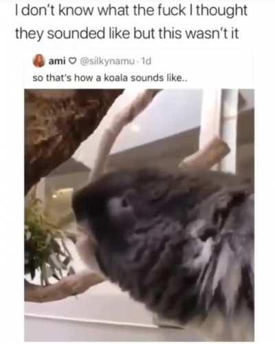 So that's how koala sounds like
