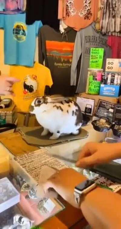 Rabbit Helping Out At The Shop