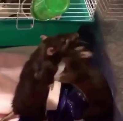 rats fighting to no love because i saw someone say it was underground fighting music