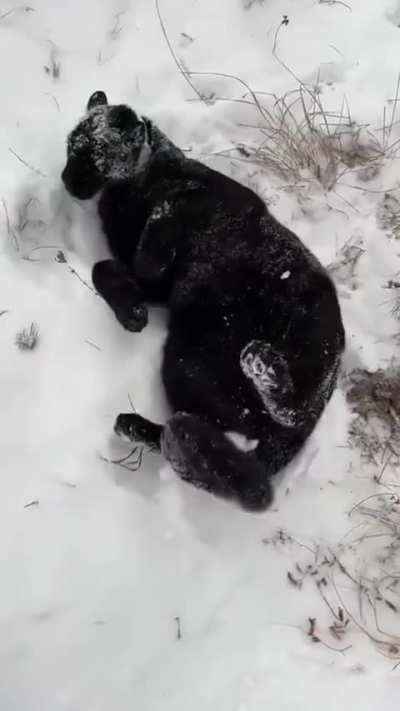 They are just massive cats 😂