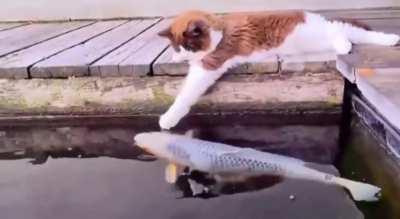 For anyone having a hard day, please look at this video of a cat petting fishes to brighten your day