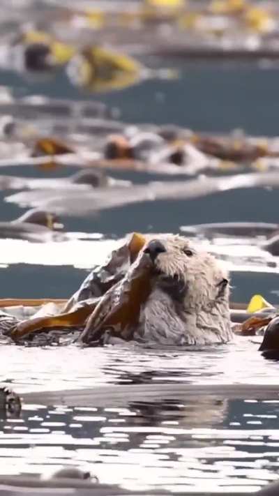 Grooming is essential for sea otters, who spend hours cleaning and untangling their fur to maintain its insulating properties. They do it all by floating, often anchored by kelp for stability 