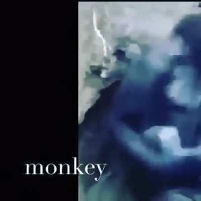 monkey