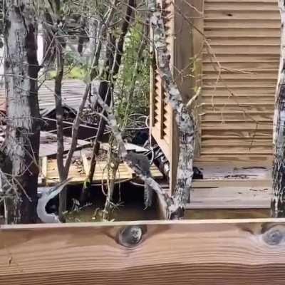 Heron hunting a squirrel