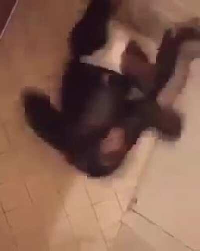 Mordoxianos no reddit