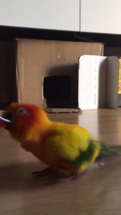 My parrot has gone completely mad! 😂