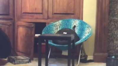 New Achievement: Cat Dimension