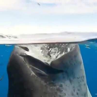 Whale shark eating