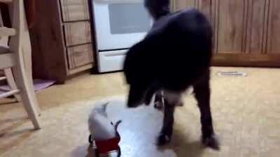 Train derailed I repeat....