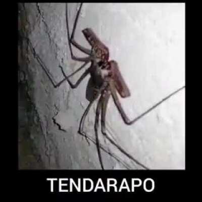 Tendarapo