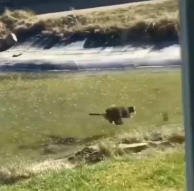 Кот пытается поймать рыбу подо льдом.