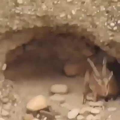 Physics? Not for me. I am a goat.