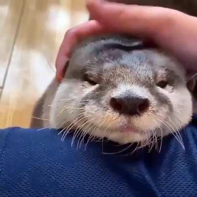 Someone is in a cuddly mood... I think he knows Christmas is coming.