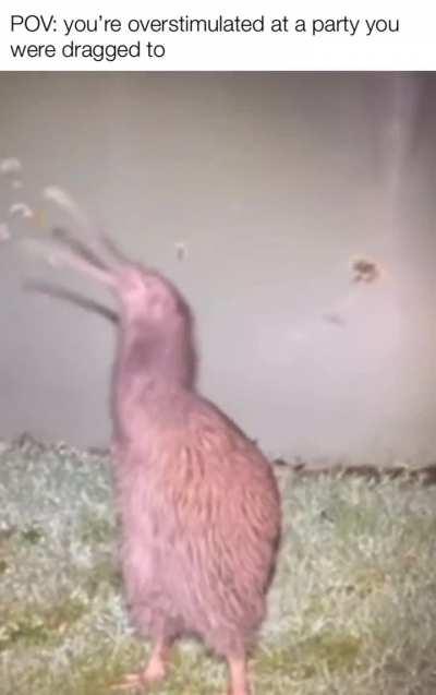 This Kiwi is my spirit animal 