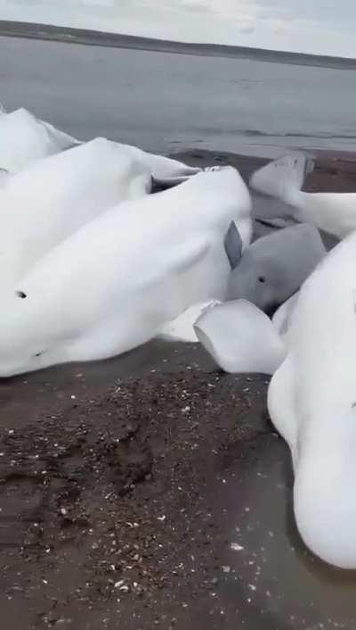 На Камчатке четырёх взрослых белух и одного детёныша выбросило на берег при сильном отливе. Рыбаки, которые оказались рядом, не смогли донести тяжёлых животных до глубины, поэтому поливали их водой и охраняли, пока не начался прилив.