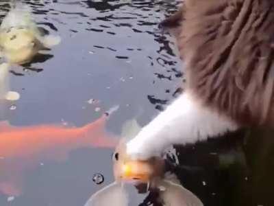 I'll just touch you, fish!