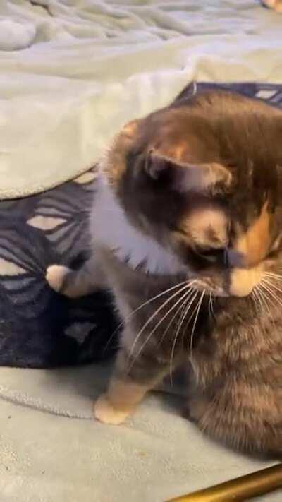 She’s upset because I didn’t give her some good morning pets, and I needed to hear about it! (Her name is Squeak for obvious reasons)