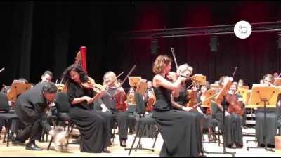 Uninvited audience during a classical music concert in Istanbul.