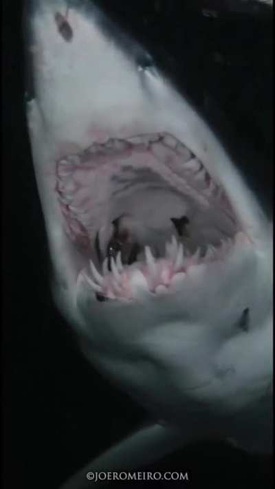 What the Hell is lodged in this mako shark's Gill slit? My guess is coke can?