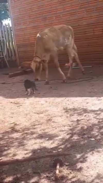 Cat & cow