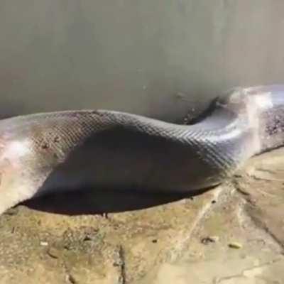 That's a big danger noodle.