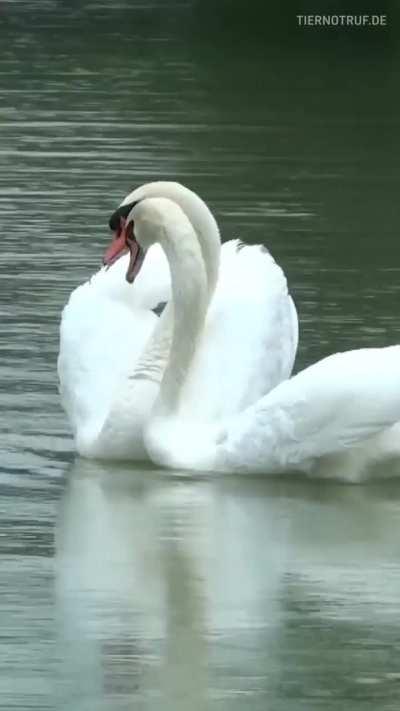 Swan returned to his partner after two weeks in the rescue center