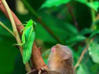 Pygmy monkey is fascinated by an insect