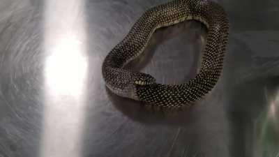 Kingsnake swallowed itself
