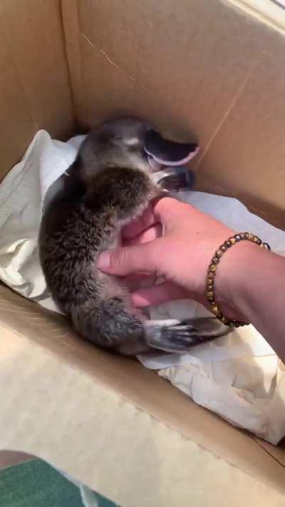 Duck billed, webbed footed, otter-like furred, and absolutely adorable? The Platypus. 