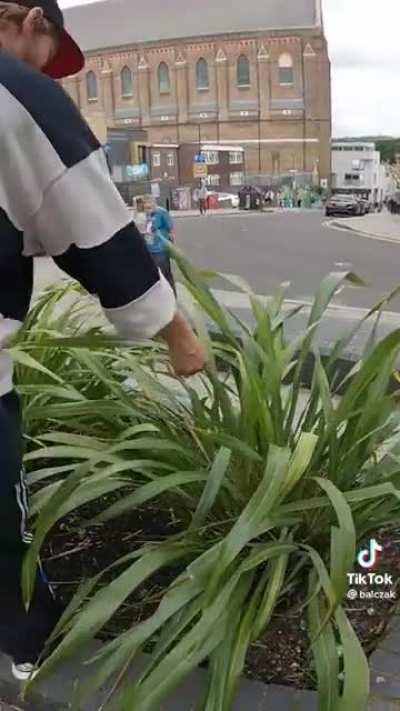 (Not mine. Found on TikTok) The English Grass Whistle