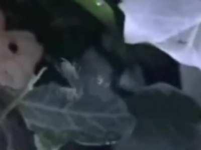 oompasubs - Video #3389