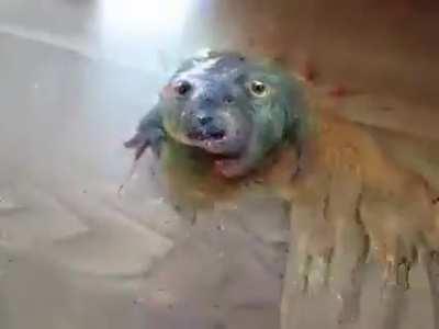 cursed_puppy