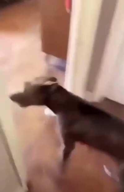 Worlds greatest guard dog