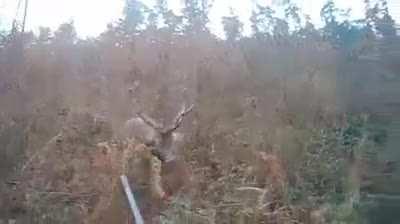 To hunt a deer
