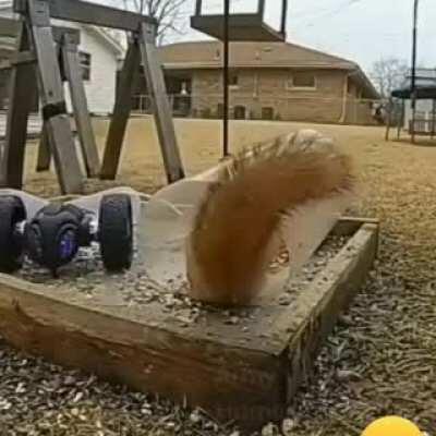How to traumatize a squirrel