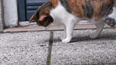 In case you were wondering if Stink Bugs really smell bad.