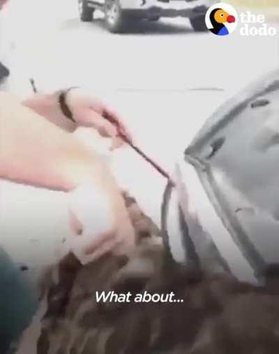 Hawk Stuck In Car Grille Was So Glad Someone Helped Him Escape