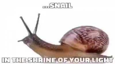 Snail
