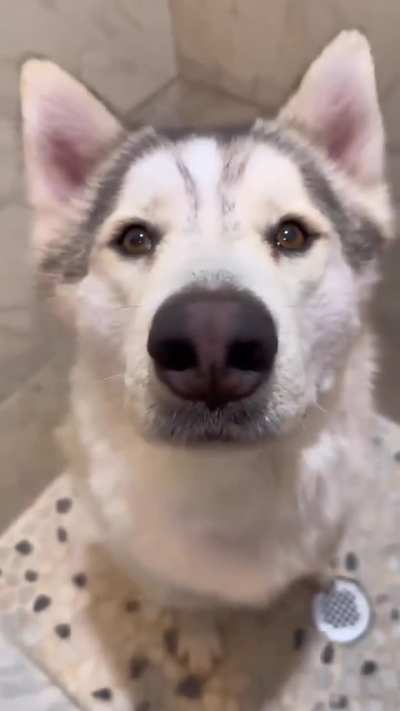 Doggo clean now ….right?