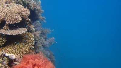 This is a sloping reef in Mayotte (Indian Ocean)