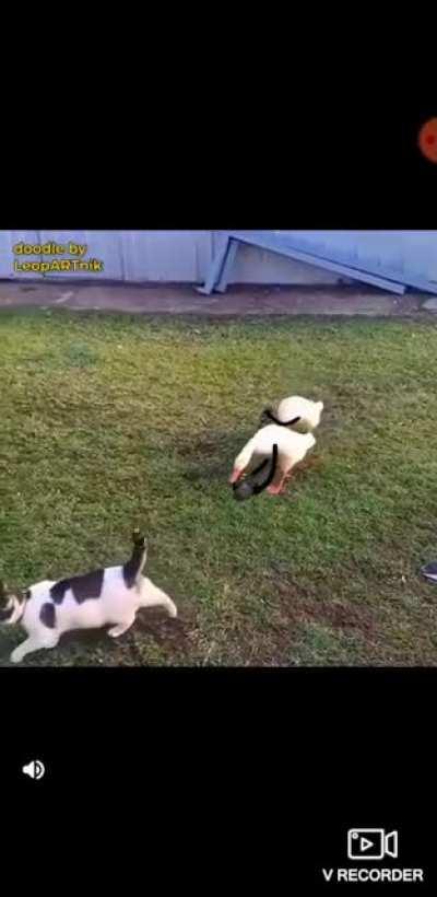 Stealth Photography (...from the quackarazzi archives)