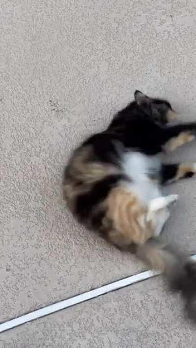 adding to her dust collection