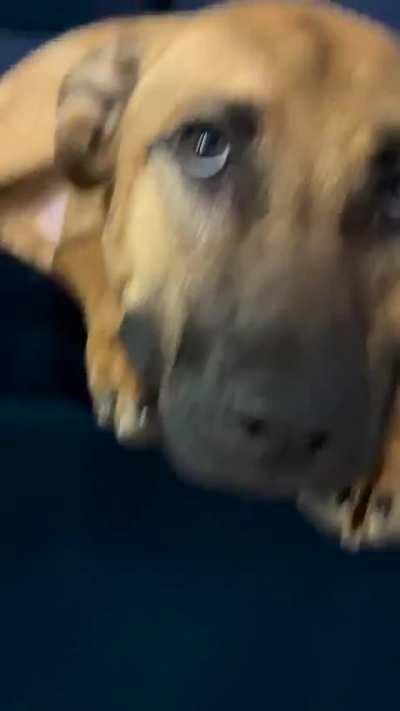 Dogs will love you unconditionally