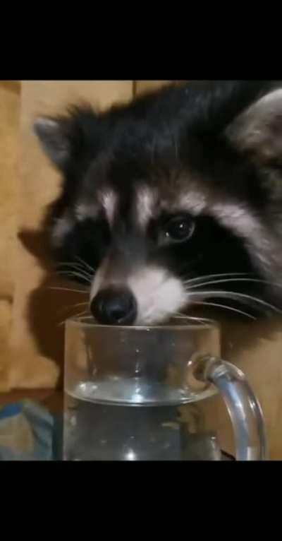 A very thirsty boi