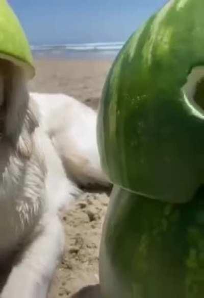 Doggo ready to battle cocomelon