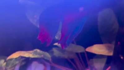 Can someone help me identify what’s wrong with my little guy?