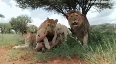 They are very lovely.😍